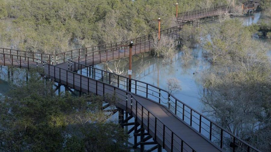Jubail Mangrove Park di Pulau Al Jubail, Abu Dhabi (Biro Pers Sekretariat Presiden/Kris)