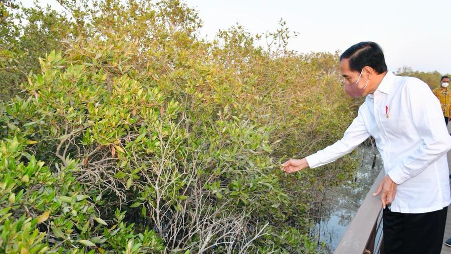 Presiden Joko Widodo meninjau Jubail Mangrove Park yang terletak di Pulau Al Jubail, Abu Dhabi, Persatuan Emirat Arab (PEA), pada Rabu sore, 3 November 2021. (Biro Pers Sekretariat Presiden/Laily Rachev)
