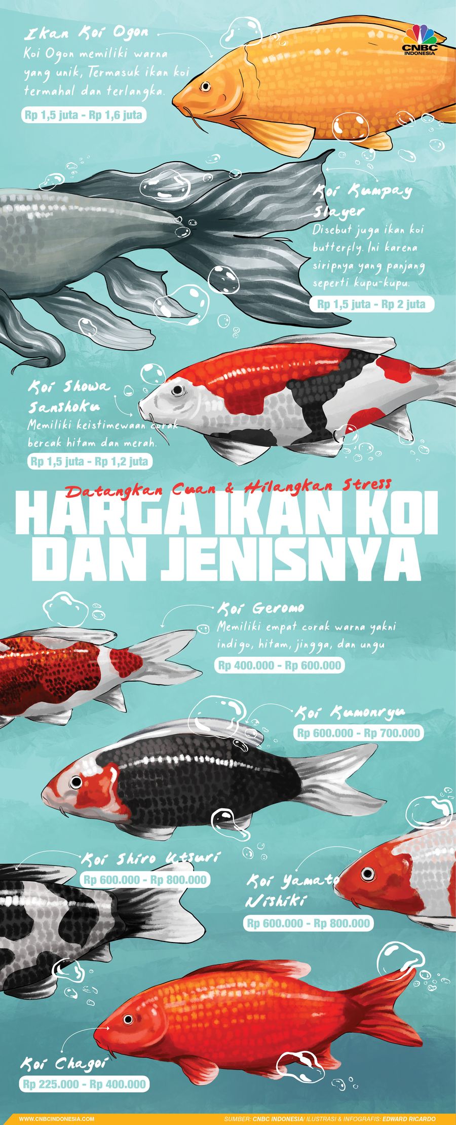 INFOGRAFIS, Meraup Cuan dari Hobi Ikan Koi, Ini Harga dan Jenisnya