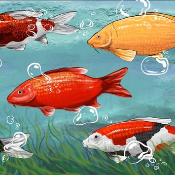 Raup Cuan dari Hobi Ikan Koi, Ini Daftar Harga & Jenisnya