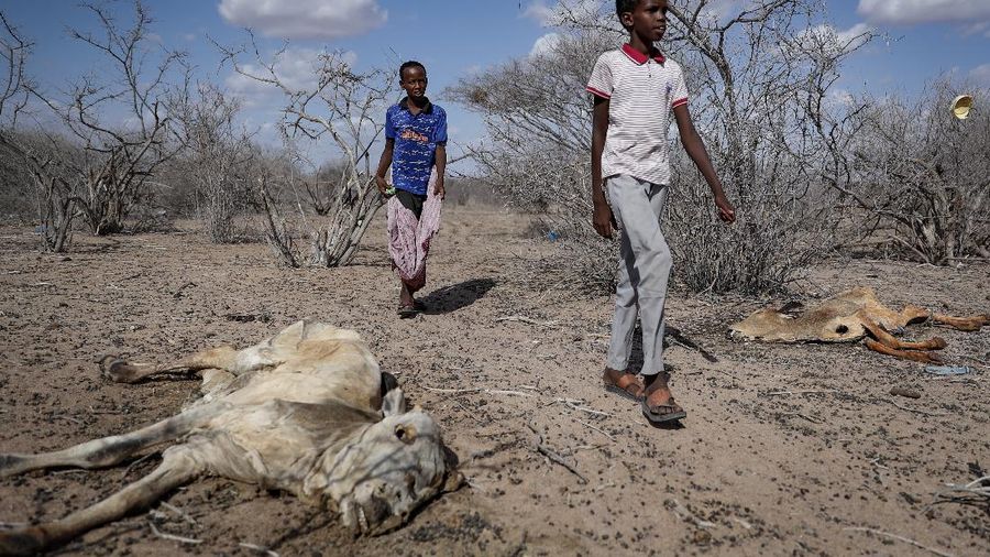 Kekeringan Kenya. (REUTERS/BAZ RATNER)