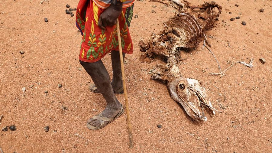 Kekeringan Kenya. (REUTERS/BAZ RATNER)
