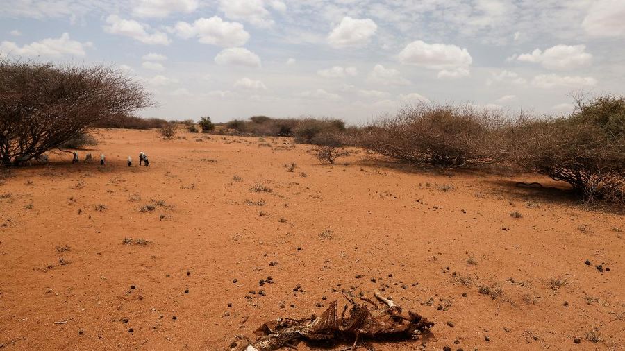 Kekeringan Kenya. (REUTERS/BAZ RATNER)