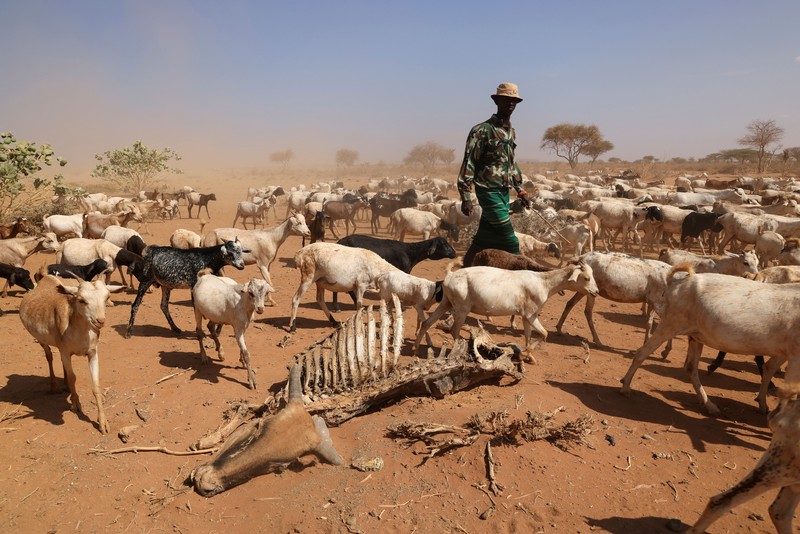 Kekeringan Kenya. (REUTERS/BAZ RATNER) Kekeringan Kenya. (REUTERS/BAZ RATNER)