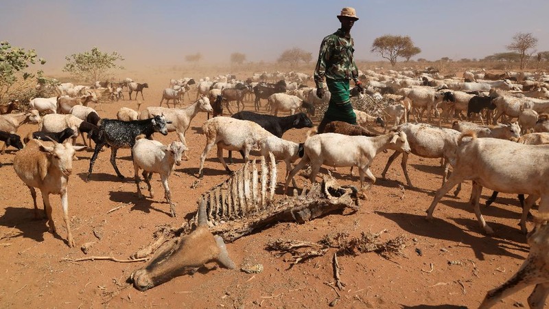 Kekeringan Kenya. (REUTERS/BAZ RATNER)