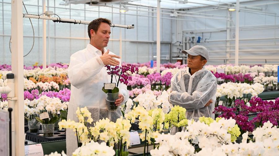 Jack Ma, pendiri Alibaba Group, mengunjungi penanam bunga Belanda Anthura di kota Bleiswijk. (REUTERS/Charles Platiau)