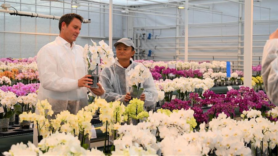Jack Ma, pendiri Alibaba Group, mengunjungi penanam bunga Belanda Anthura di kota Bleiswijk. (via REUTERS/ANTHURA)