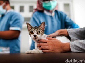 Rekomendasi 5 Klinik Hewan di Surabaya