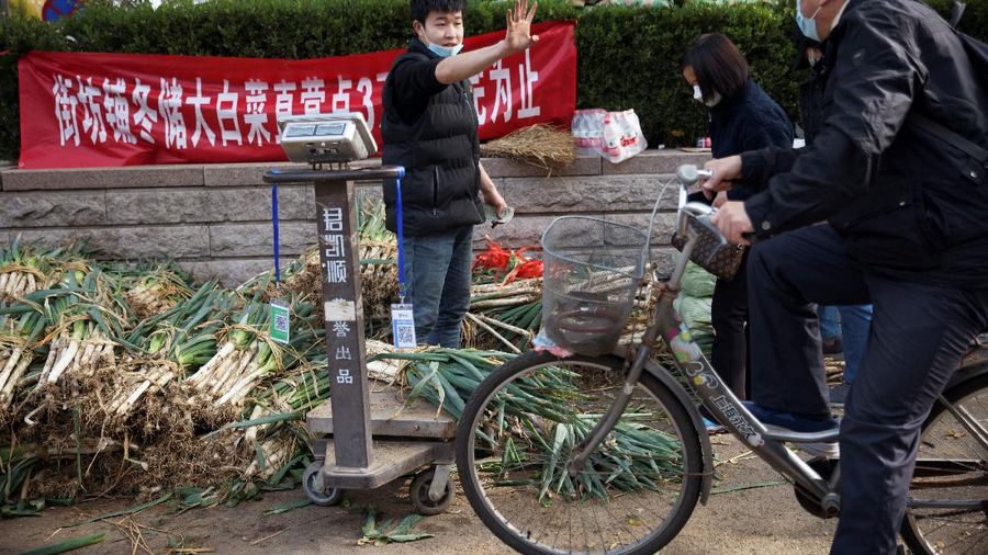 Warga China mulai menimbun kubis untuk musim dingin. (REUTERS/THOMAS PETER)