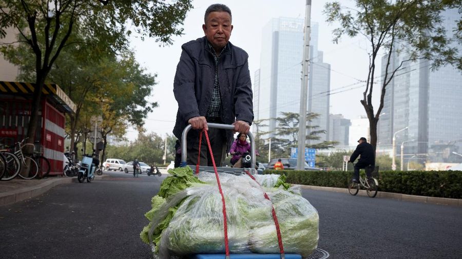 Warga China mulai menimbun kubis untuk musim dingin. (REUTERS/THOMAS PETER)