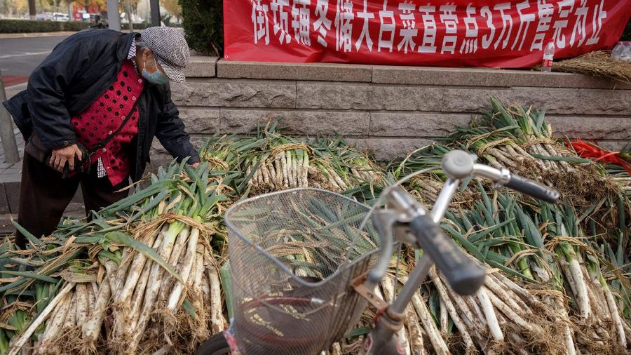 Warga China mulai menimbun kubis untuk musim dingin. (REUTERS/THOMAS PETER)
