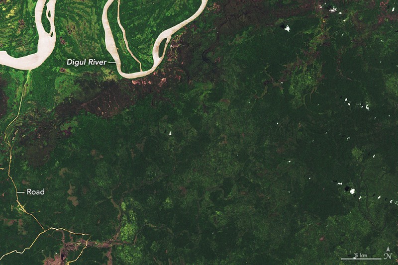 Deforestation in Papua/Doc.earthobservatory.nasa.gov