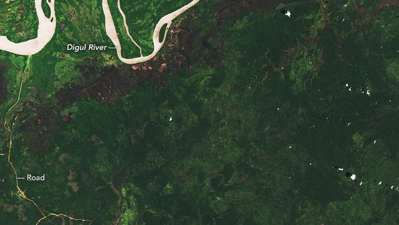 Deforestation in Papua/Doc.earthobservatory.nasa.gov