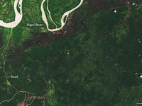 NASA Rilis Hutan Papua Makin Gundul, Ini Bantahan KLHK!