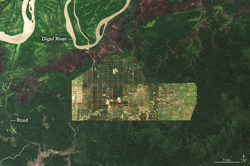 Deforestation in Papua/Doc.earthobservatory.nasa.gov