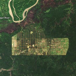 NASA Rilis Penampakan Hutan di Papua: Makin Gundul?
