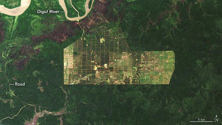 Deforestation in Papua/Doc.earthobservatory.nasa.gov