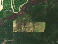NASA Rilis Penampakan Hutan di Papua: Makin Gundul?