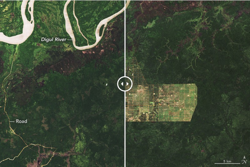 Deforestation in Papua/Doc.earthobservatory.nasa.gov