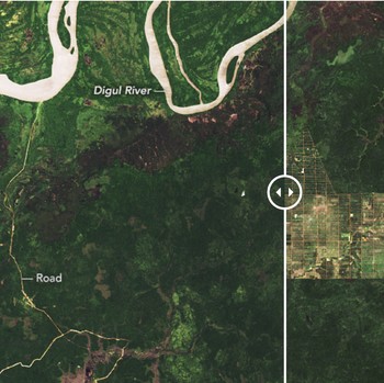 Duh Miris! Penampakan Terkini Hutan Papua, Hasil Potret NASA