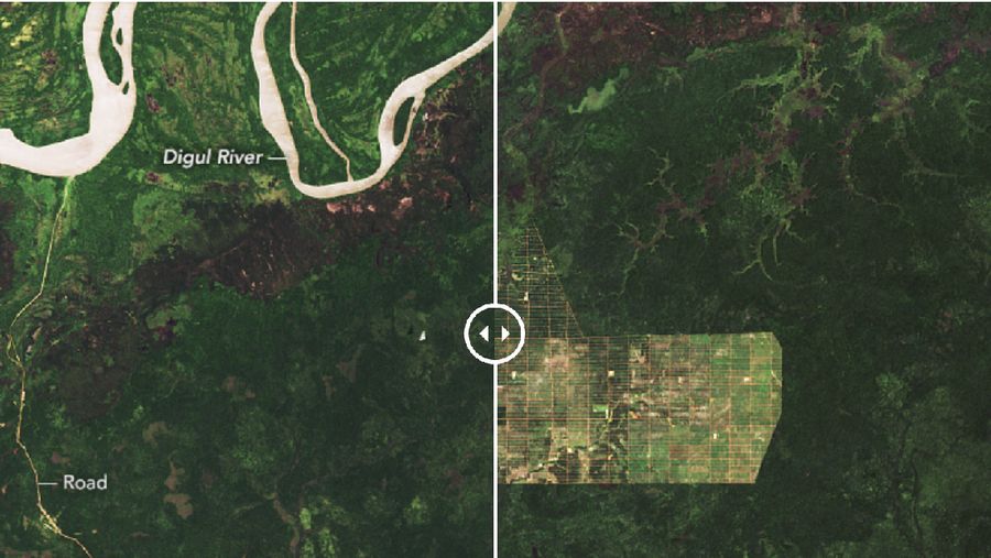 Deforestation in Papua/Doc.earthobservatory.nasa.gov