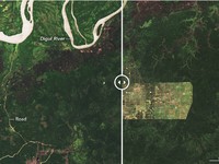 Duh Miris! Penampakan Terkini Hutan Papua, Hasil Potret NASA