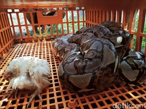 Ilmuwan: Ular Piton Bisa Jadi Pengganti Daging