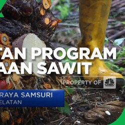 Peran Pemda Dorong Percepatan Program Peremajaan Sawit Rakyat