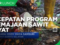 Peran Pemda Dorong Percepatan Program Peremajaan Sawit Rakyat