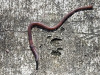 Heboh Temuan Cacing di Pasien Kanker Usai Makan Ikan