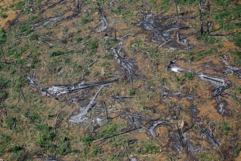 Kerusakan hutan di hutan Amazone, Brazil. (REUTERS/Ueslei Marcelino)