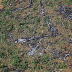 Astaga Bolsonaro! Amazon Makin Gundul, Pembabatan Hutan Rekor