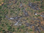 Astaga Bolsonaro! Amazon Makin Gundul, Pembabatan Hutan Rekor