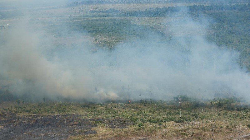 Kerusakan hutan di hutan Amazone, Brazil. (REUTERS/Ueslei Marcelino)