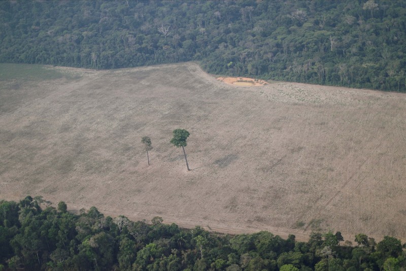 Kerusakan hutan di hutan Amazone, Brazil. (REUTERS/Ueslei Marcelino)