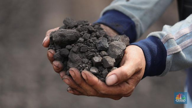 Coal Export Ban, Entrepreneurs Call the Country a Loss Like this