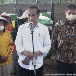 Jokowi Punya Jurus Setop Impor Jagung, Penasaran? Simak!