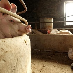 Pendonor Organ Manusia Makin Langka, Pasien Beralih ke Babi