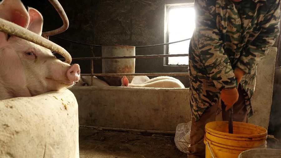 FILE PHOTO: The wife of pig farmer Han Yi prepares feed for pigs on his farm at a village in Changtu county, Liaoning province, China January 17, 2019. REUTERS/Ryan Woo/File Photo