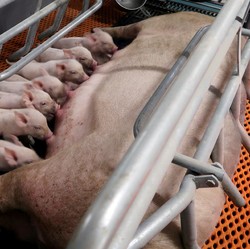 Gegara 'Babi', Orang Ini Jadi Salah Satu Orang Terkaya Dunia!