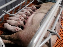 Peternakan Babi China Tingginya 26 Lantai & Super Canggih