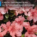 Cantik tapi Mematikan, Ini 10 Tanaman Hias Beracun