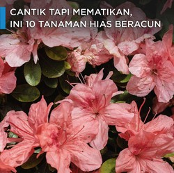 Cantik tapi Mematikan, Ini 10 Tanaman Hias Beracun