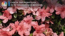 Cantik tapi Mematikan, Ini 10 Tanaman Hias Beracun