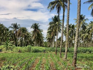 Kakek di Purbalingga Tewas Terjatuh dari Pohon Kelapa 8 Meter
