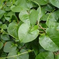 Tanda Kiamat Makin Jelas Tampak dari Daun, Ini Buktinya