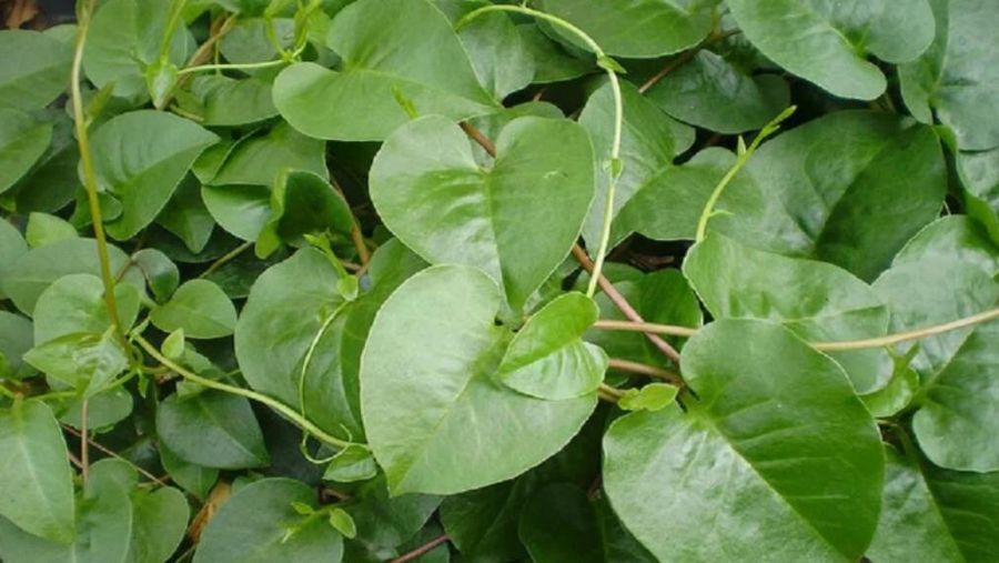 Daun Binahong (Tangkapan layar)