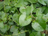 Tanda Kiamat Makin Jelas Tampak dari Daun, Ini Buktinya
