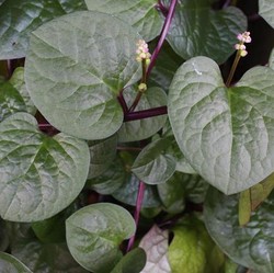 Tanda Kiamat Semakin Dekat Tampak Jelas di Daun