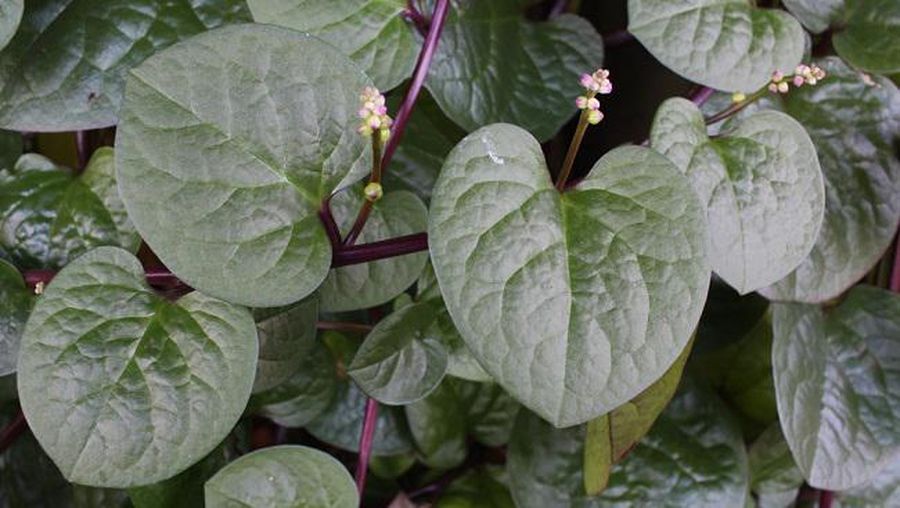 Daun Binahong (Tangkapan layar)